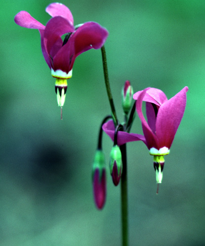 Southern Shootingstar, Darkthroat Shootingstar - Podecatheon pulchellum, D. pauciflorum