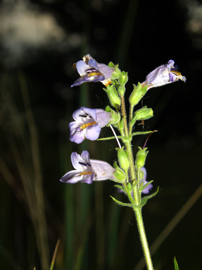 Slender Penstemon, Slender Beardtongue - Penstemon gracilis