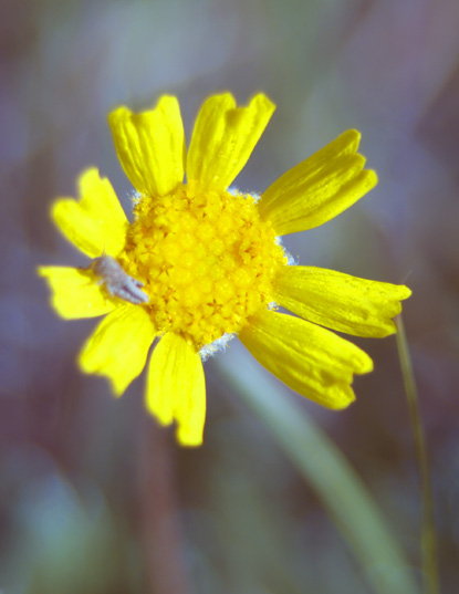 Stemless Hymenoxys, Butte Marigold - Hymemoxys acaulis, (Tetraneuris acaulis)