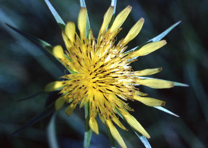 Western Salsify - Tragopogon dubius