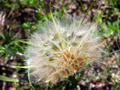 Western Salsify - Tragopogon dubius