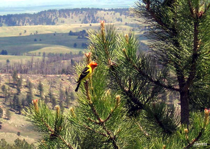 Western Tanager - Piranga ludoviciana