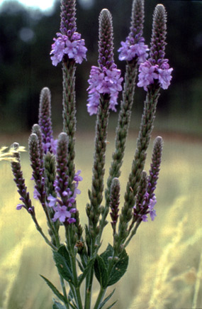 Wooly Verbena (Hoary vervain) - Verbena stricta