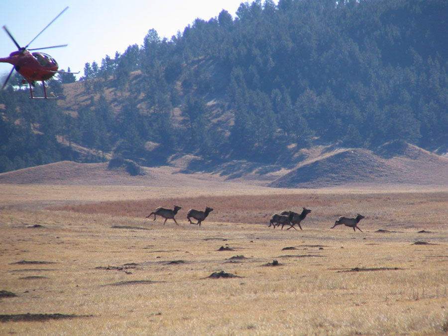This month, elk will be captured and collared as part of a four-year study.