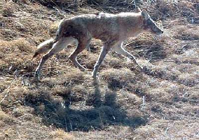 Coyote - Canis latrans