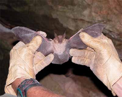Townsend's Big-eared Bat - Plecotus townsendi