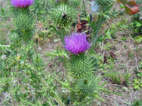 Bull Thistle  - Cirsium vulgare