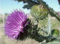 Scotch Thistle - Onopordum acanthium