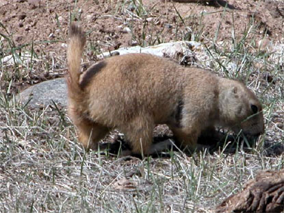 Blacktail Prairie Dog - Cynomys ludovicianus