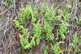 Ferns