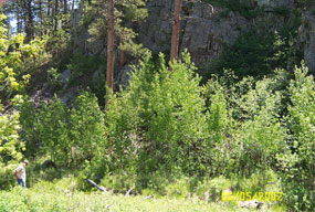 Trees