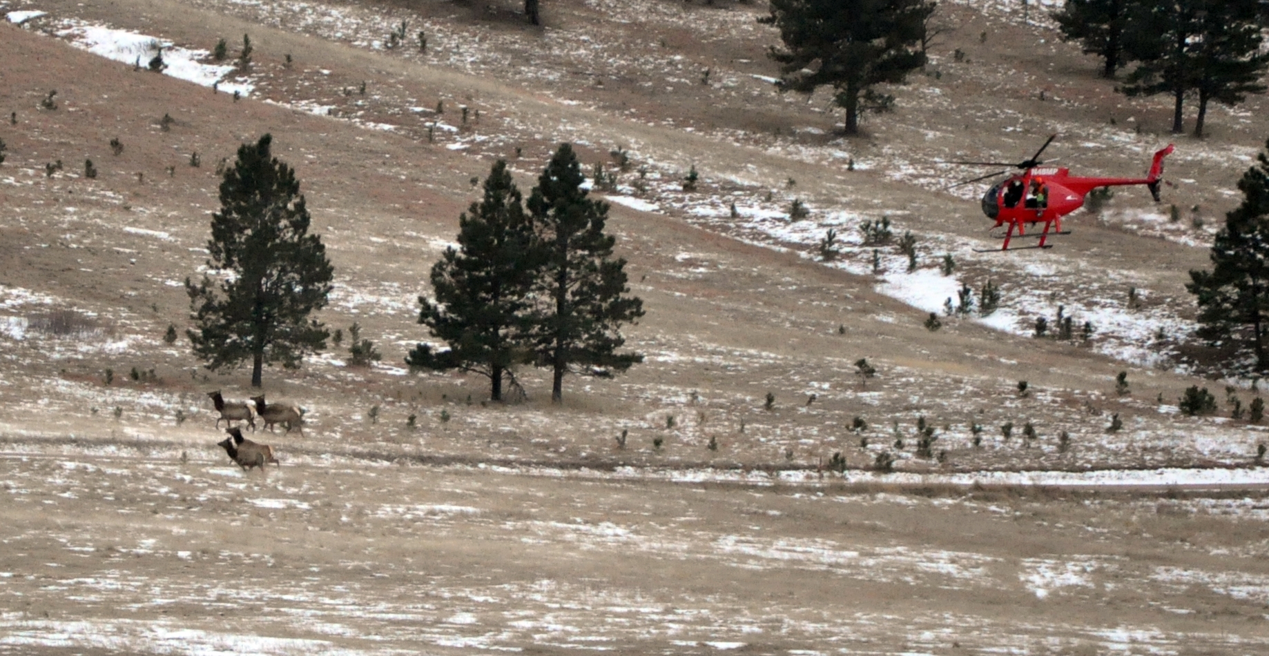 Wind Cave Elk Capture Operation