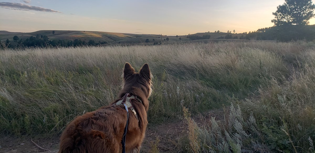 A leashed dog on the Prairie Vista trail