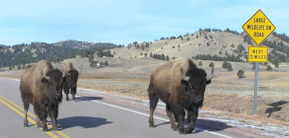three bison walk down the highway past a road sign that read:'large wildlife on road, next 13 miles