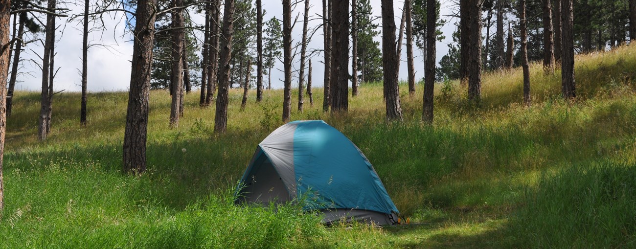 A tent set up in the grass surrounded by ponderosa pine trees.