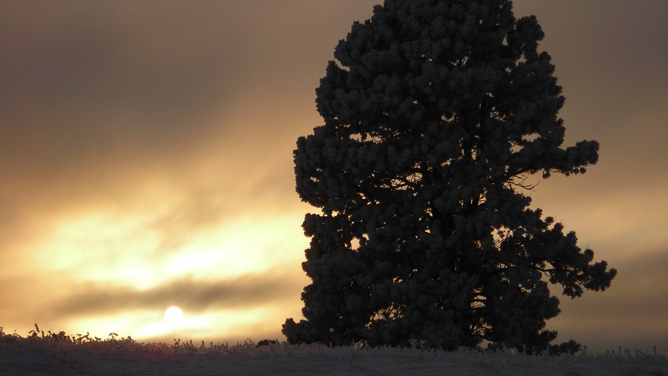 a pine tree with snowy branches on a snow covered prairie against a dim yellow sunset