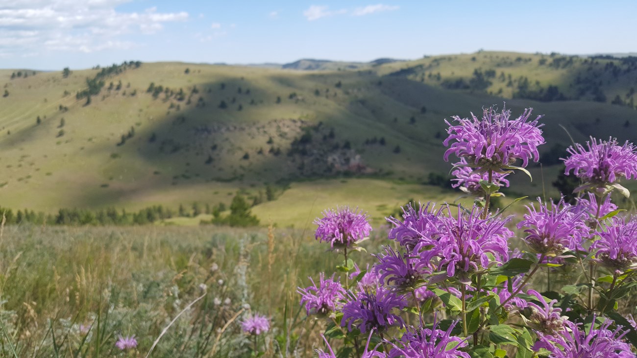 Purple Bergamot flowers with green prairie hills in the background
