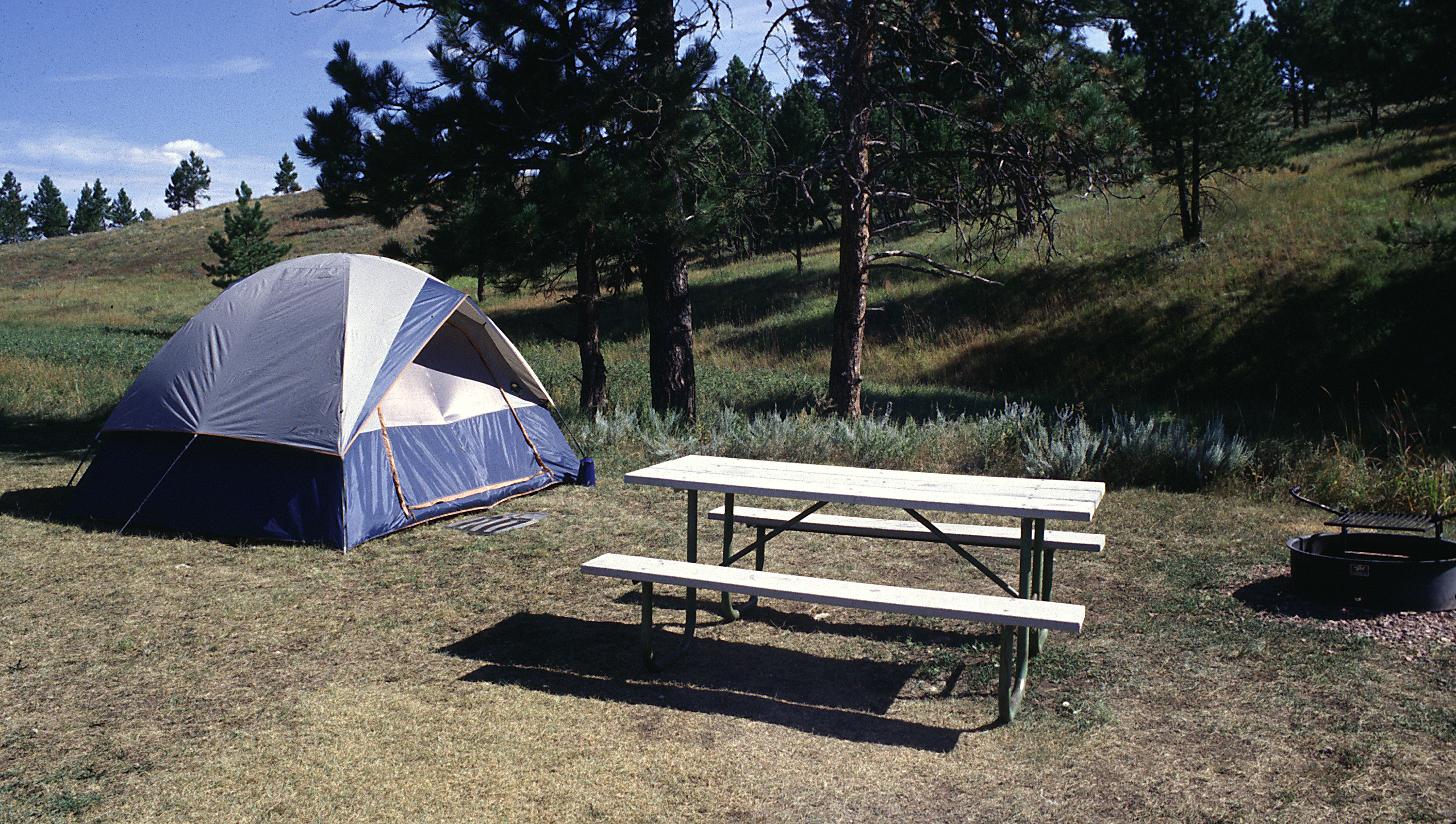 A blue and gray tent set up on the left of the image in a campsite with a picnic table in the center and a fire ring on the right with numerous ponderosa pine trees in the background.