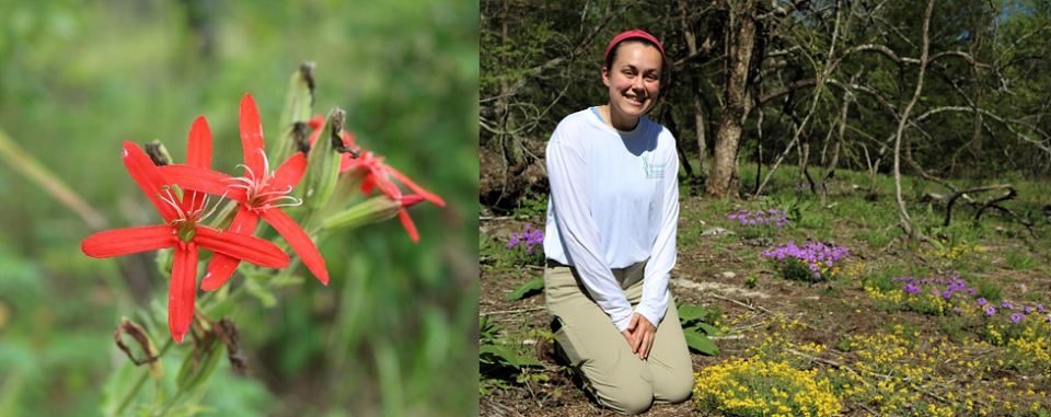 Close up of wildflower bloom and woman kneeling in glade with wildflowers Close up of wildflower bloom and woman kneeling in glade with wildflowers