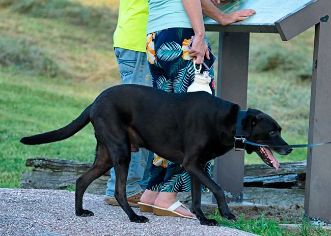 Two visitors look at a sign while holding onto a dog on a leash