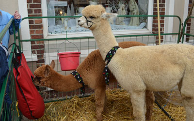 Alpaca family enjoy the festival.