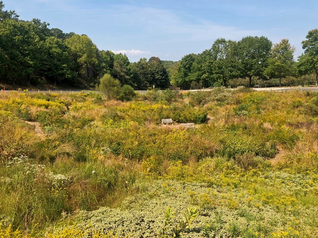 Native Meadow located near the Main Gate of the Filene Center.