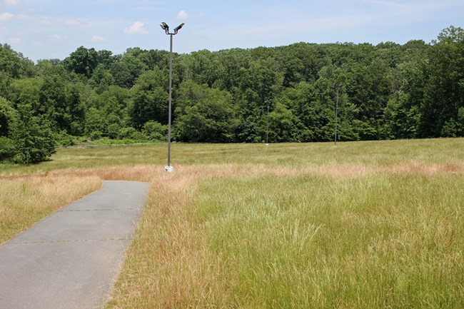Tall grass on Gil's Hill during the summer of 2020.