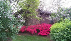 Azaleas and lilacs in springtime bloom beside the Ranger Station at Wolf Trap. Azaleas and lilacs in springtime bloom beside the Ranger Station at Wolf Trap.