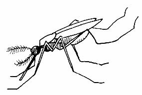 Drawing of mosquito Drawing of mosquito