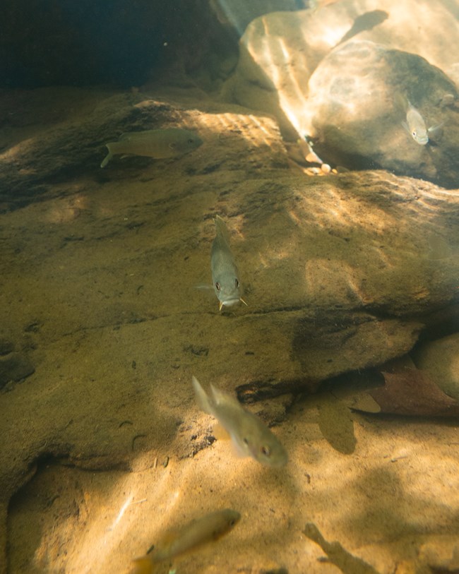 Three small fish (bluegill) in a creek.