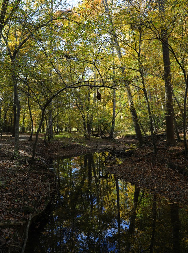 Fall foliage over a creek.
