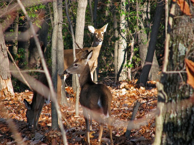 White tailed deer in the woods of Wolf Trap National Park for the Performing Arts.