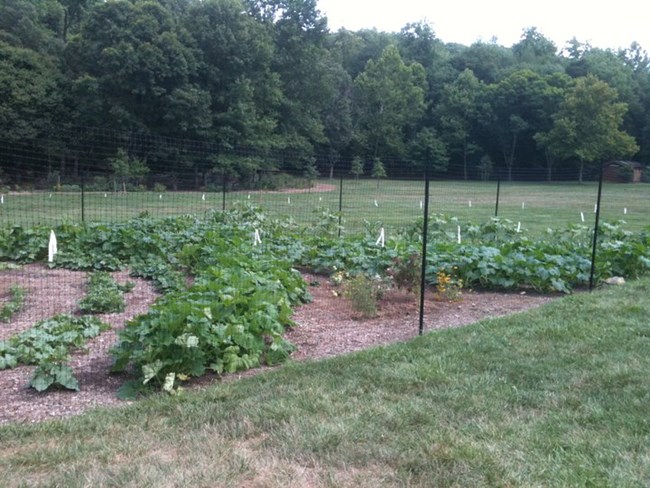 Vegetable garden August 2011 Vegetable garden August 2011