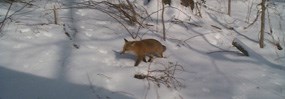 Red fox walking in the snow at the park. Red fox walking in the snow at the park.