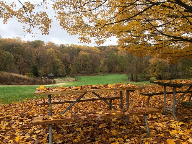A view of the Meadow during autumn.