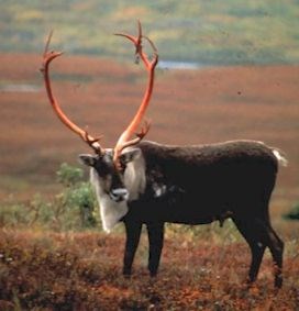 Caribou