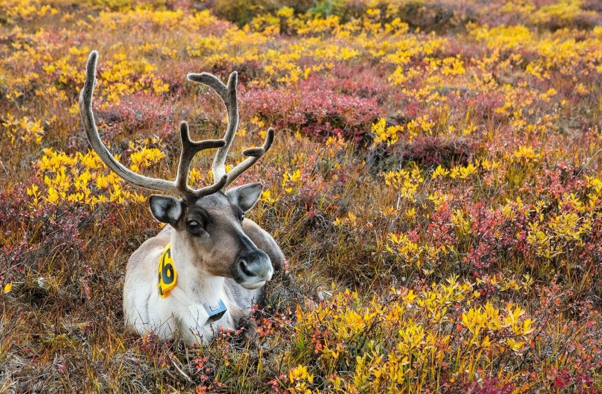 caribou with with antlers and collar tag laying down in yellow and orange grasses