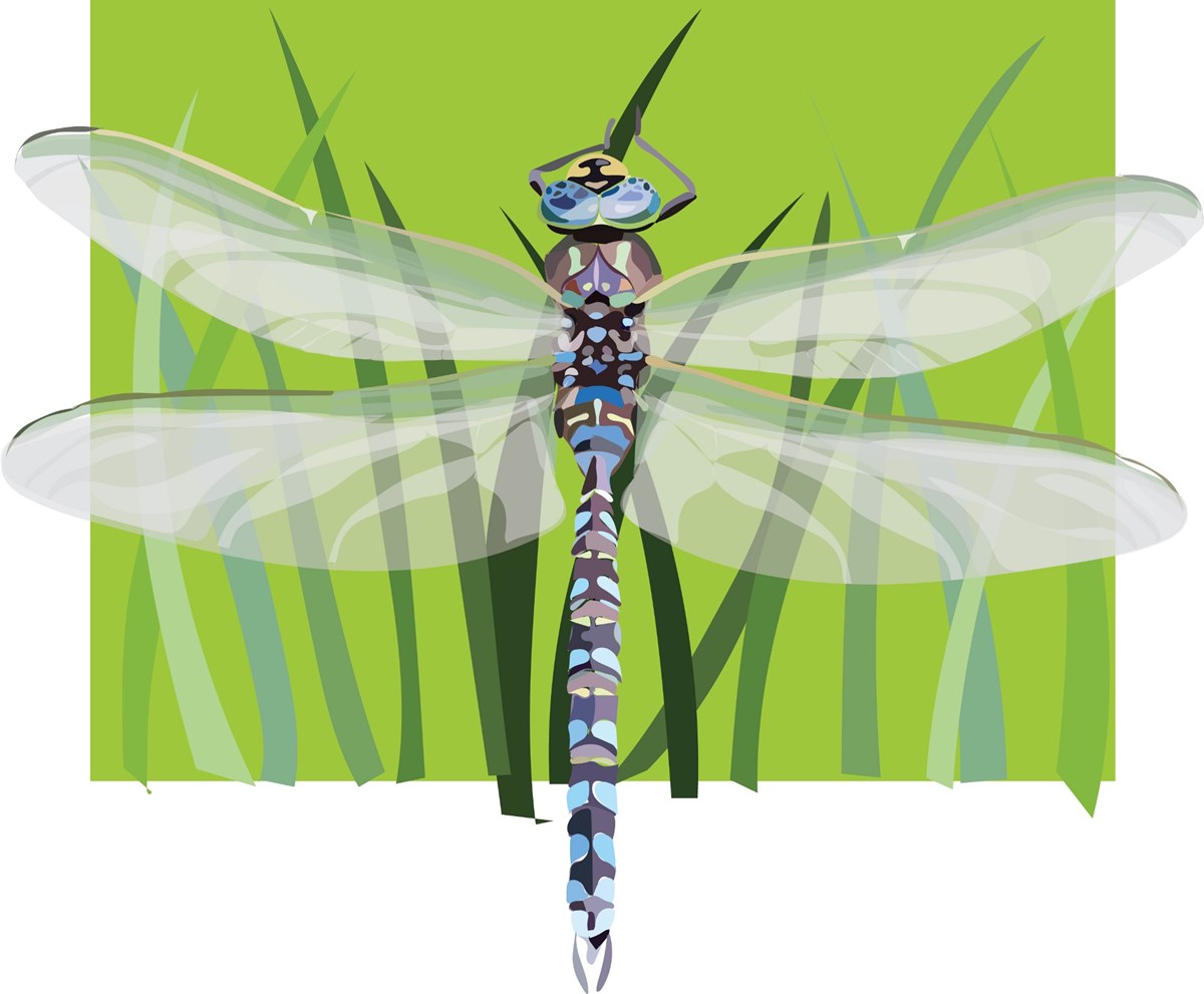 Digital depiction of a lake darner dragonfly USFWS Sara Wolman