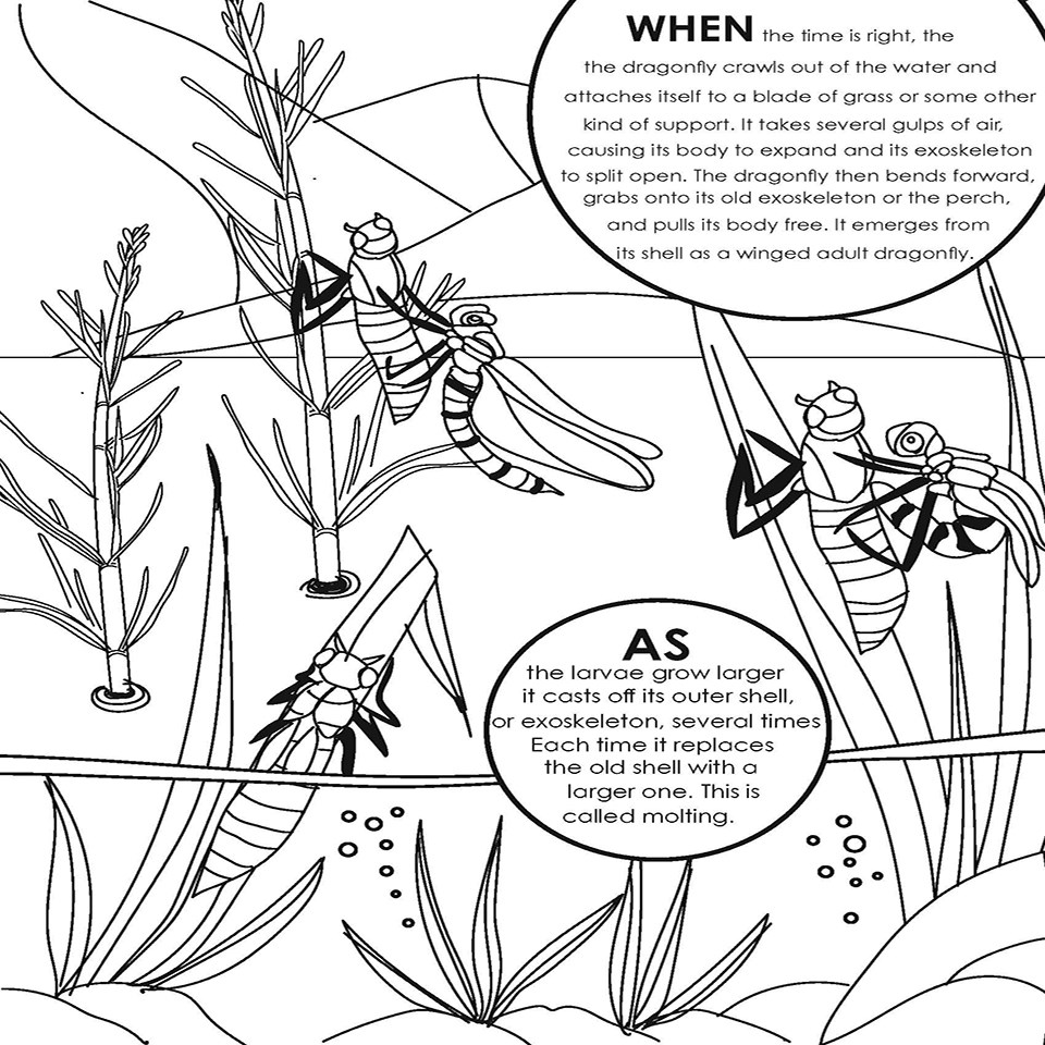 Dragonfly lifecycle coloring page 2