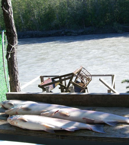 Salmon catch from a Fishwheel Salmon catch from a Fishwheel
