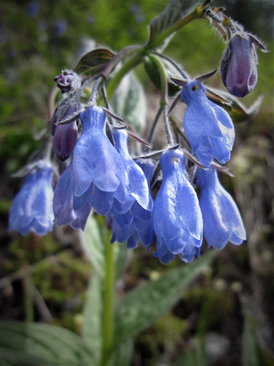 alaska flower