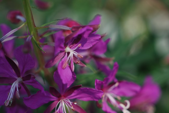 Common Fireweed Pink flowers with white and pink stamens against a green background