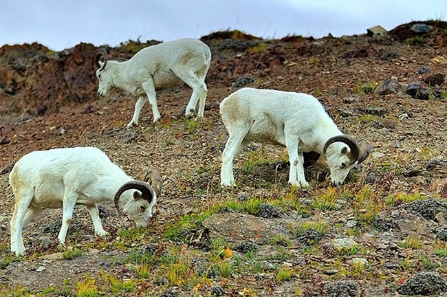 Group of Dall Sheep eating grasses in the tundra