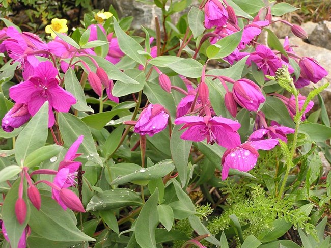 Dwarf Fireweed Showy pink flowers and green leaves. Small yellow flower in upper left hand corner.