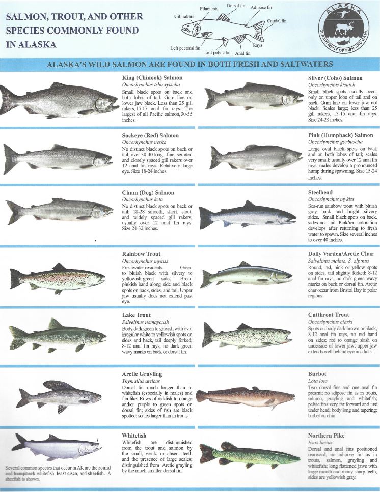 Fish - Wrangell - St Elias National Park & Preserve (U.S. National