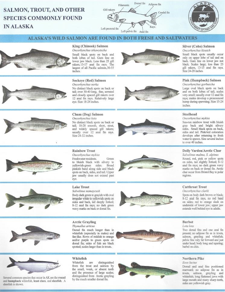 Fish - Wrangell - St Elias National Park & Preserve (U.S. National