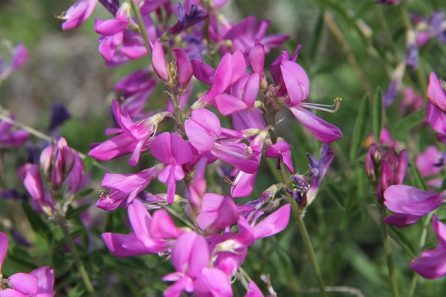 Wild Sweet Pea Many pink flowers against a background of green foliage