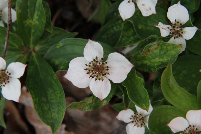 Dwarf Dogwood Cream colored four petaled flowers with dark green leaves