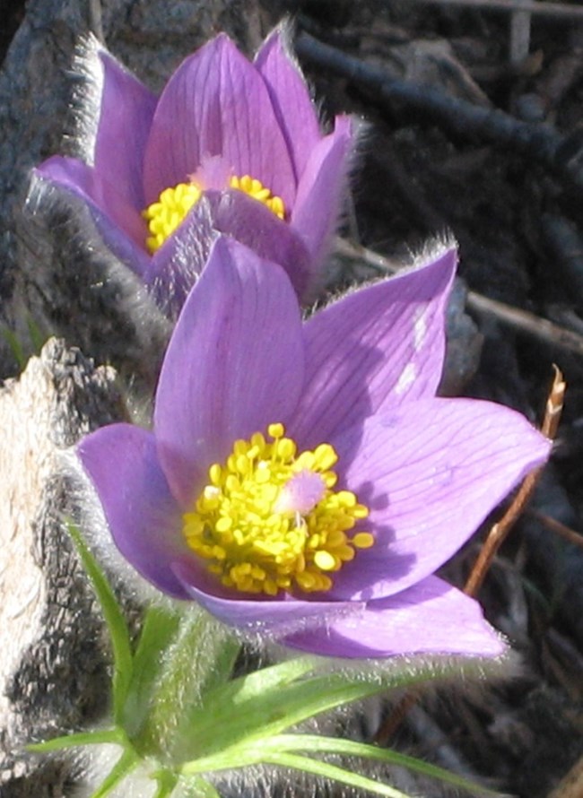 Pasque Flower with lavender colored petals, yellow stamen and green stem