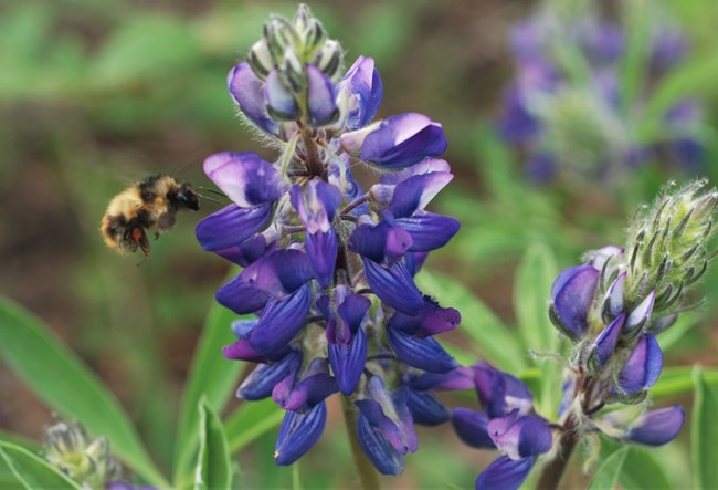 Close-up of bee approaching purple flowers and green foliage
